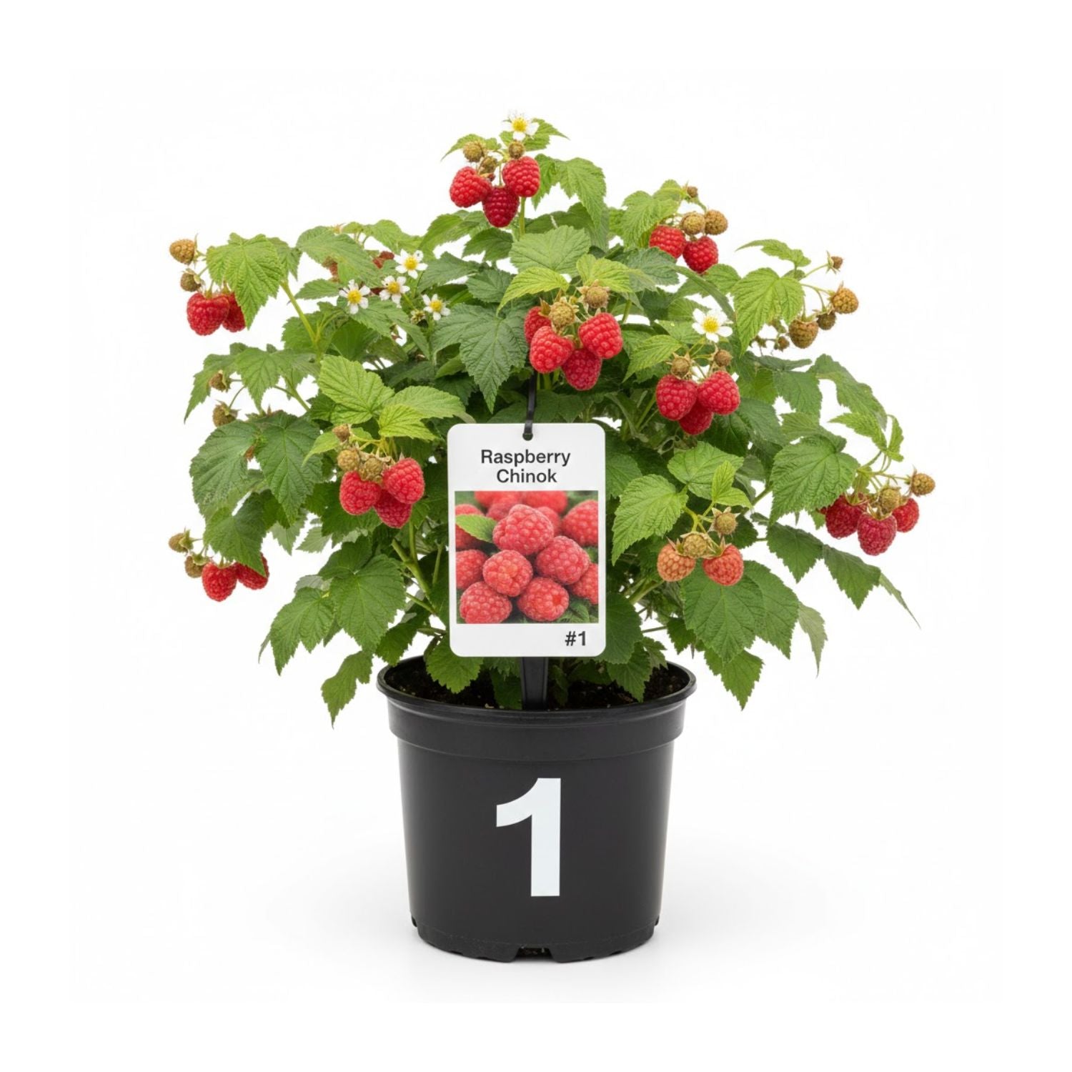 Raspberry 'Chinook' - #1