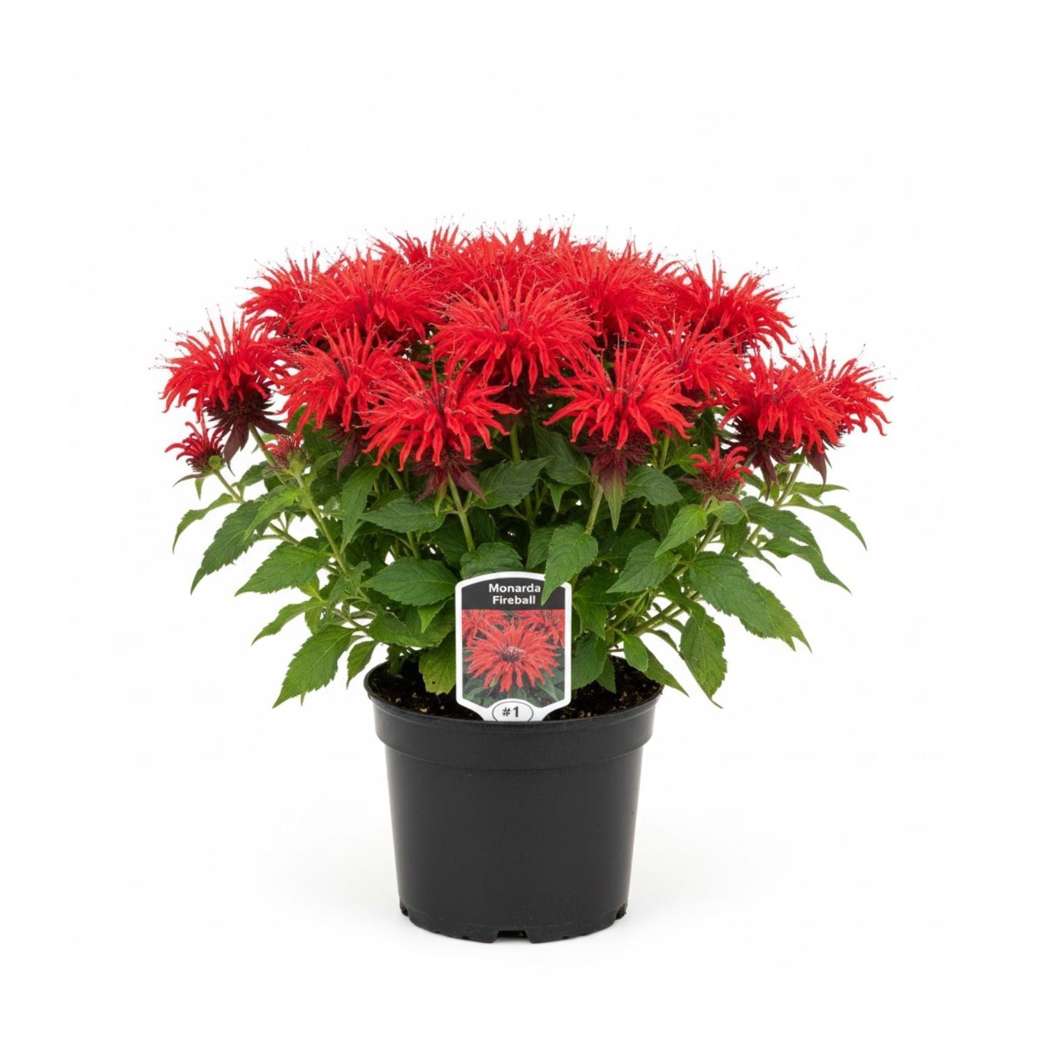 Monarda hybrid 'Fireball' - #1
