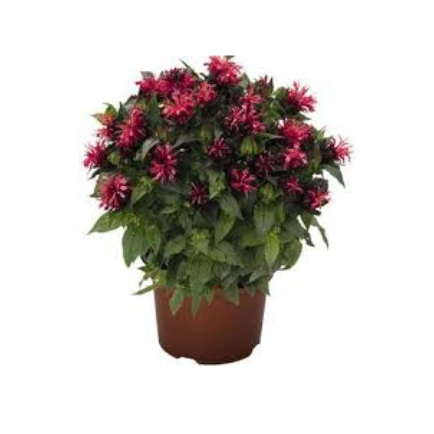 Monarda didyma BeeMine™ Red - #1