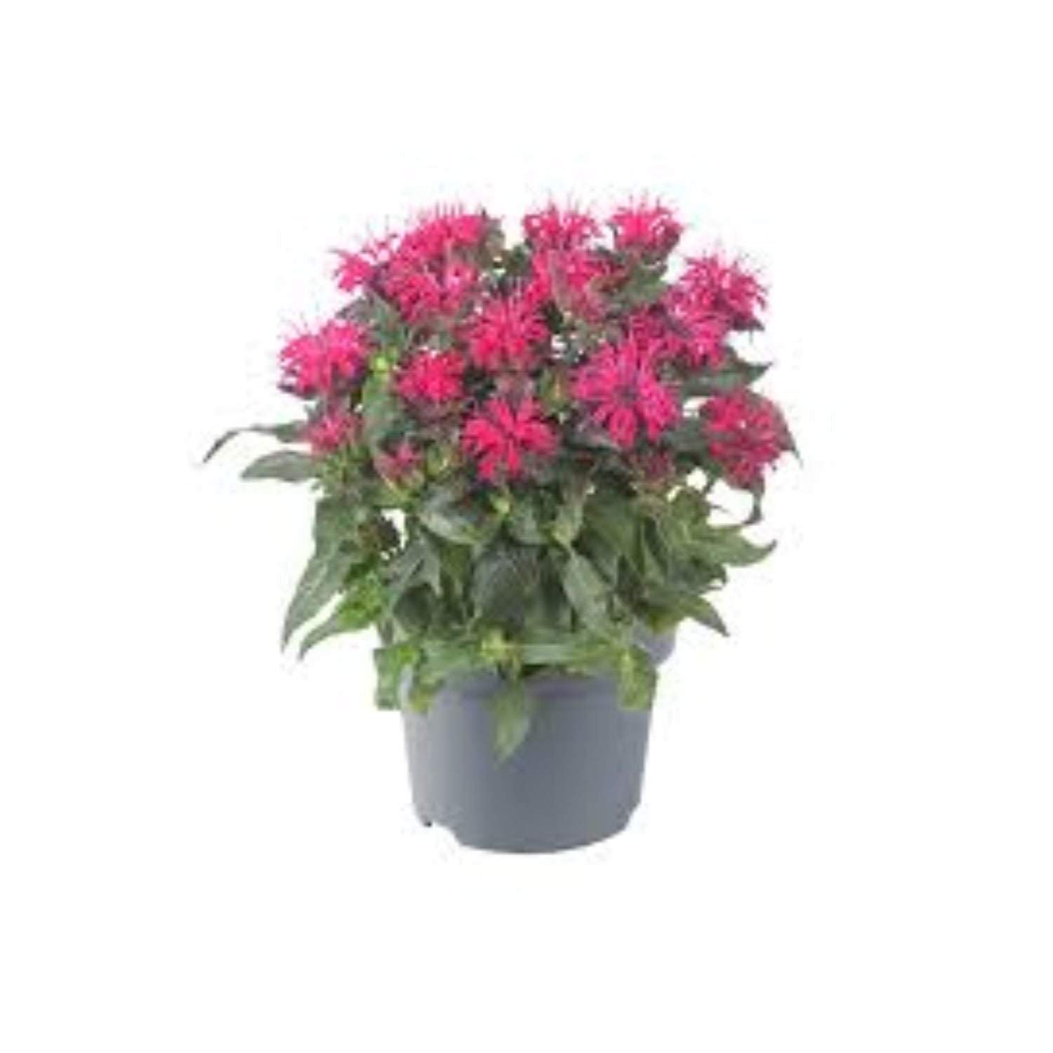 Monarda didyma 'Pink Lace' - #1