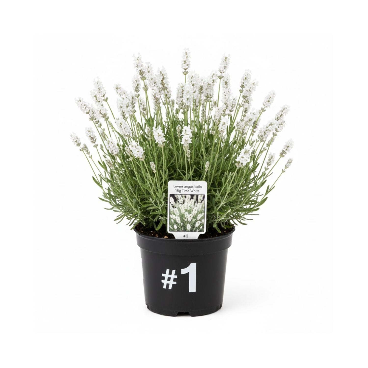 Lavandula angustifolia Big Time White - #1