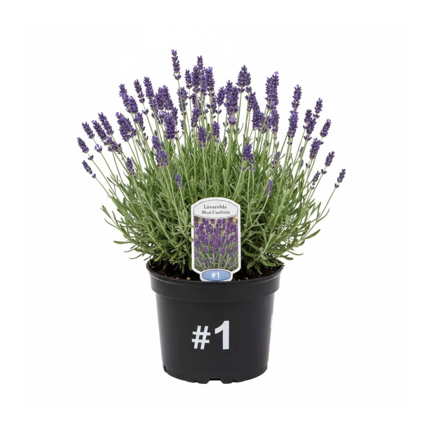Lavandula angustifolia 'Blue Cushion' - #1