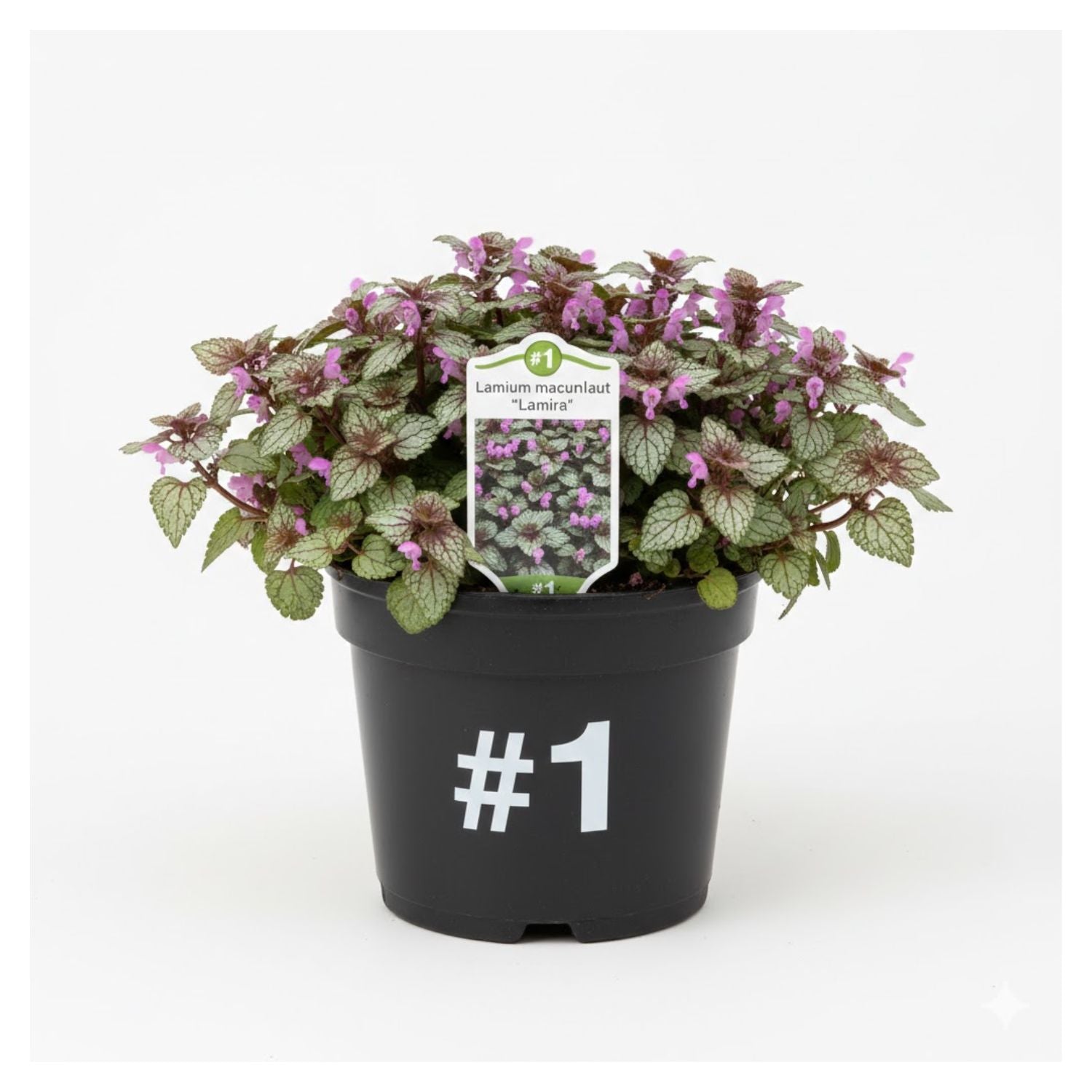 Lamium maculatum 'Lamira' - #1