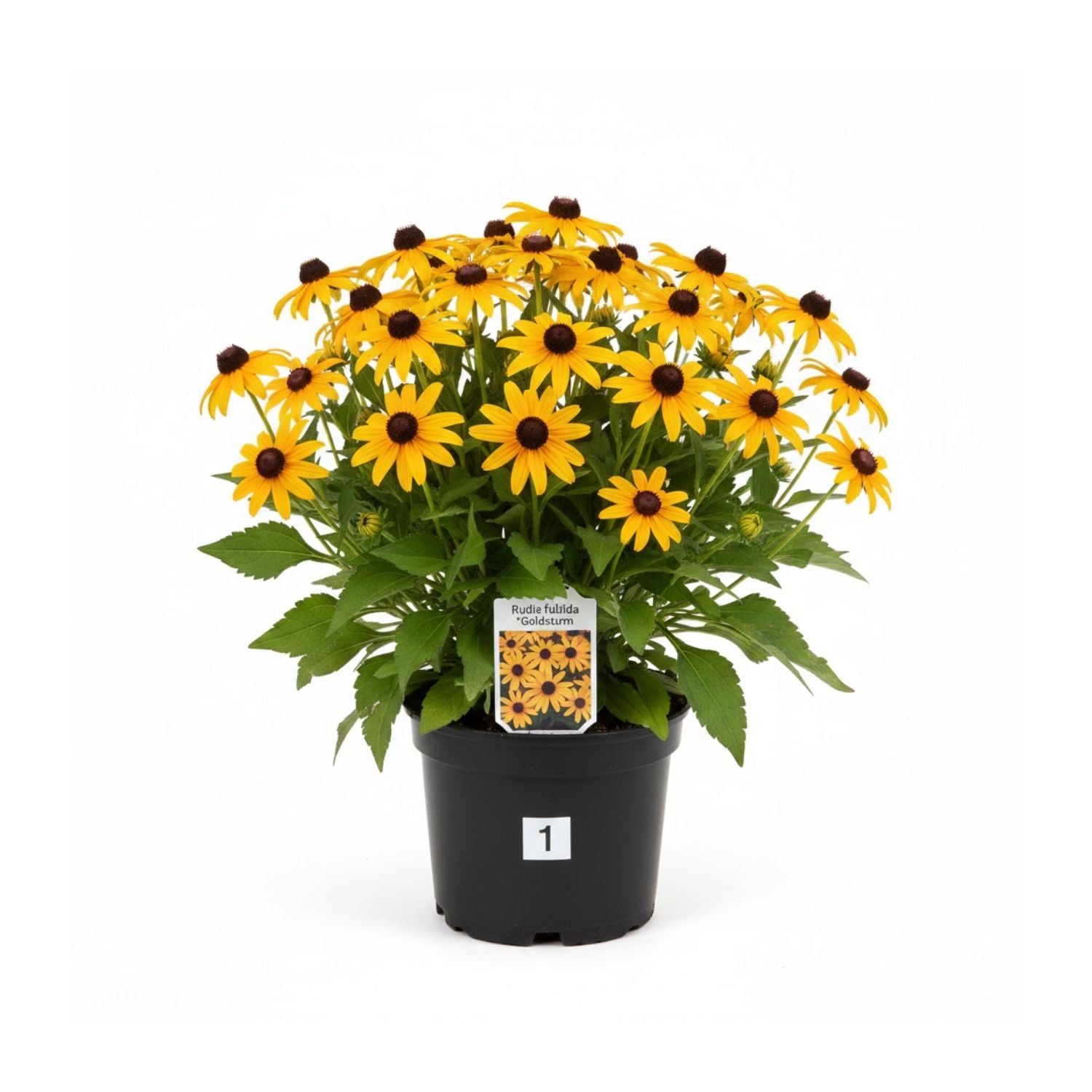 Rudbeckia fulgida 'Goldsturm' - #1