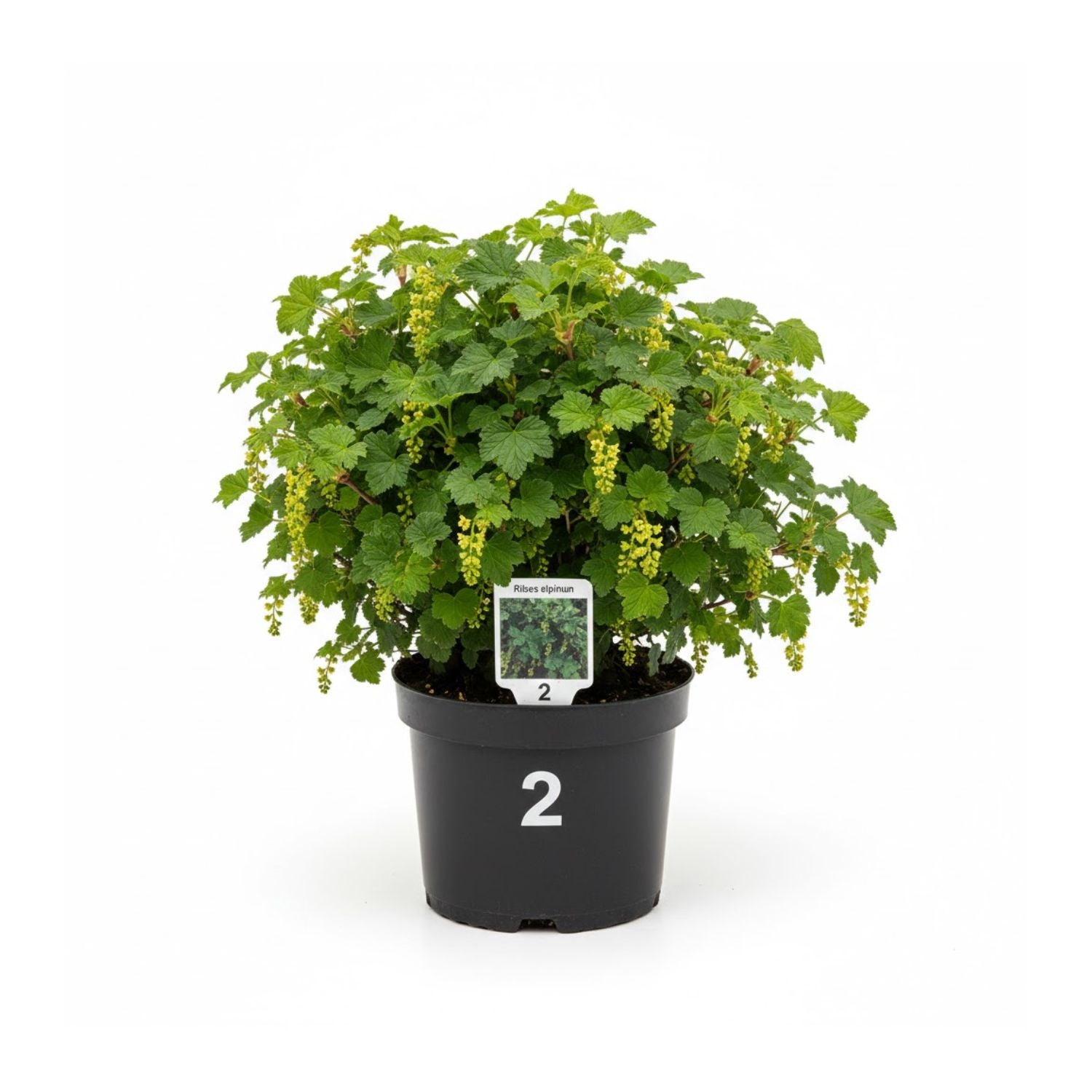 Ribes alpinum - #2