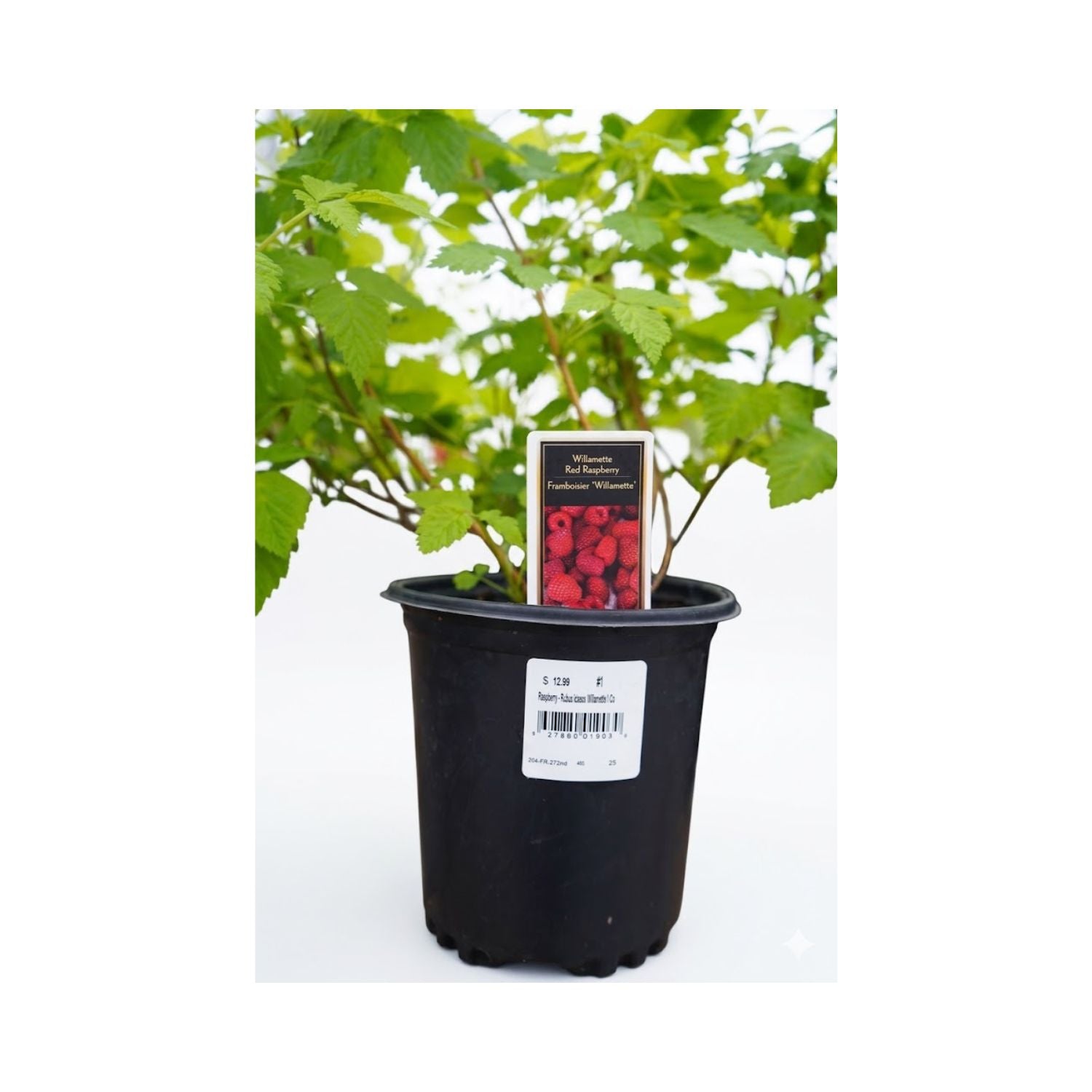 Willamette Raspberry