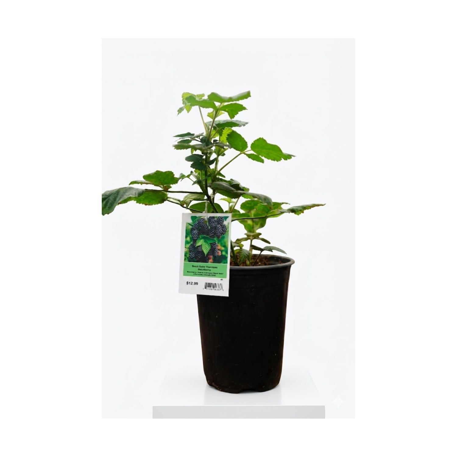 Black Satin Blackberry