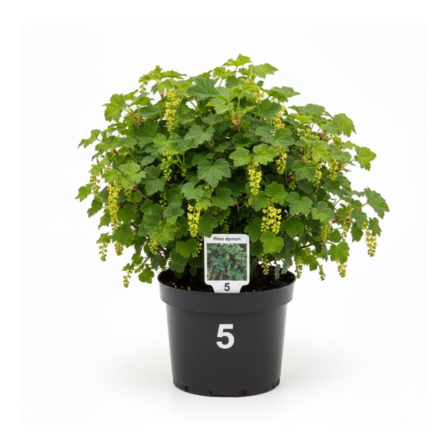 Ribes alpinum - #5