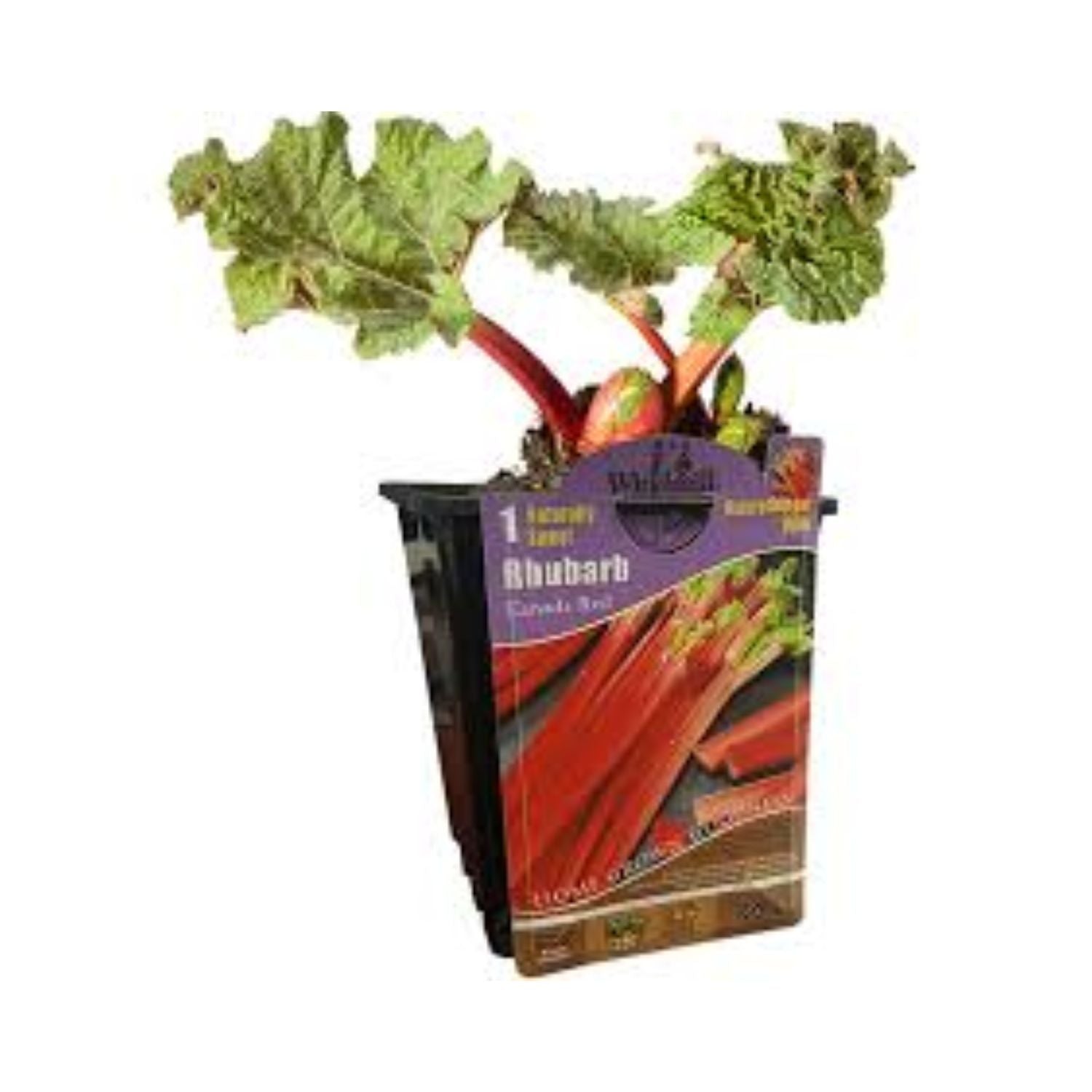 Rhubarb 'Strawberry Red' - #1