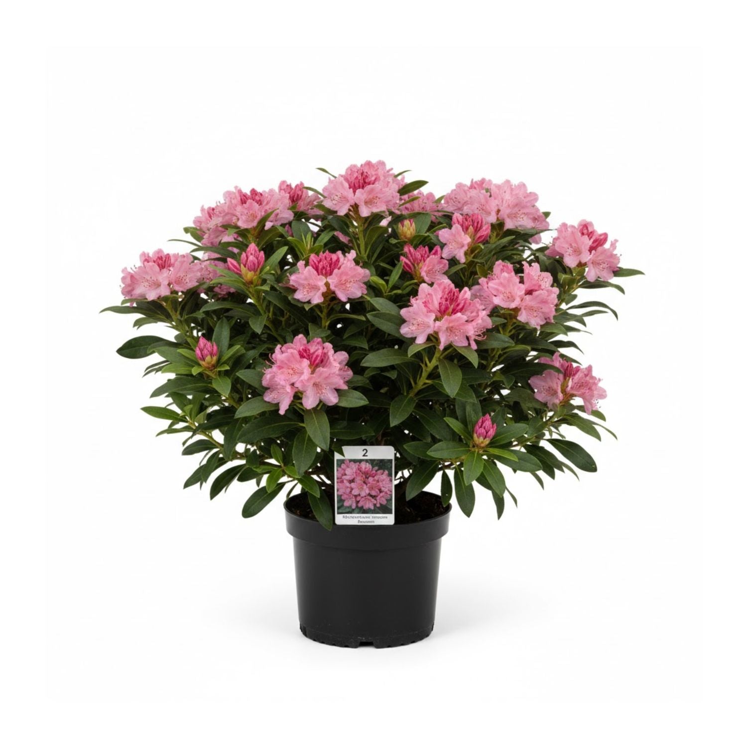 Rhododendron maximum 'Roseum' - #2