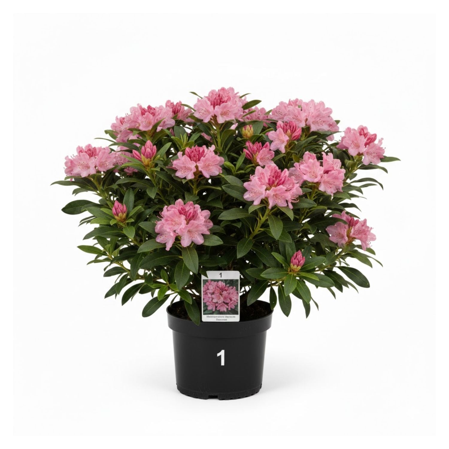 Rhdodendron maximum 'Roseum' - #1