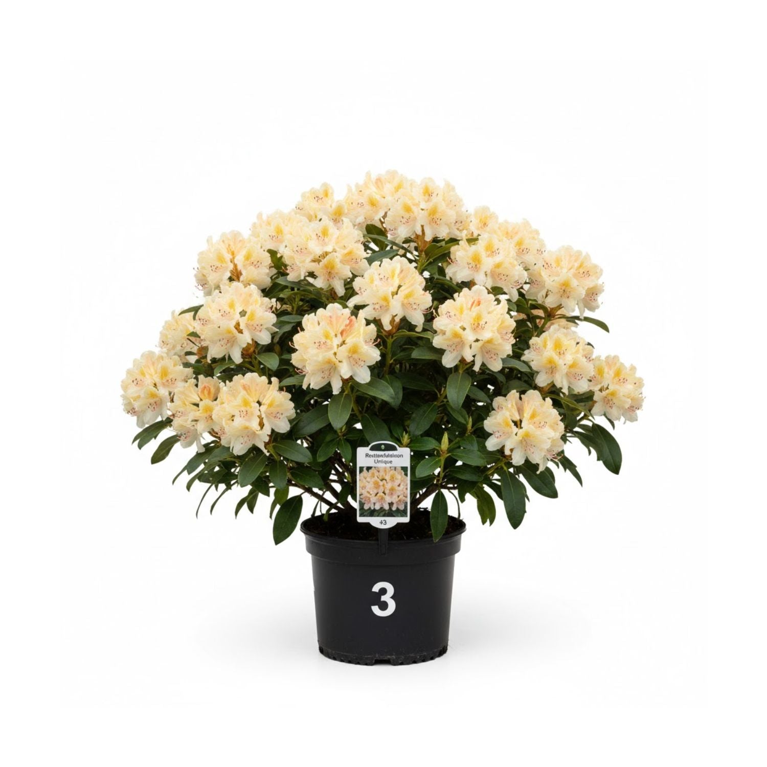 Rhododendron 'Unique' - #3
