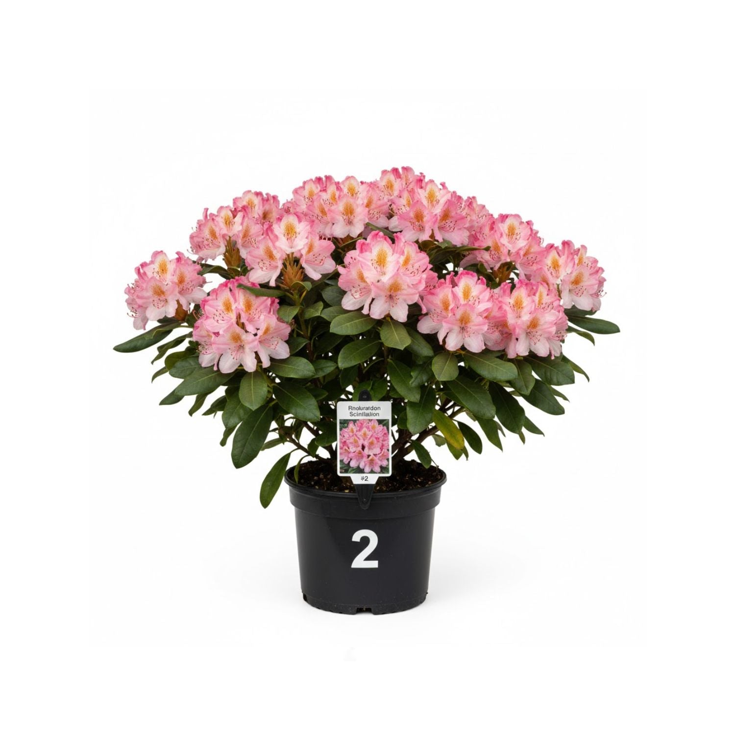 Rhododendron 'Scintillation' - #2