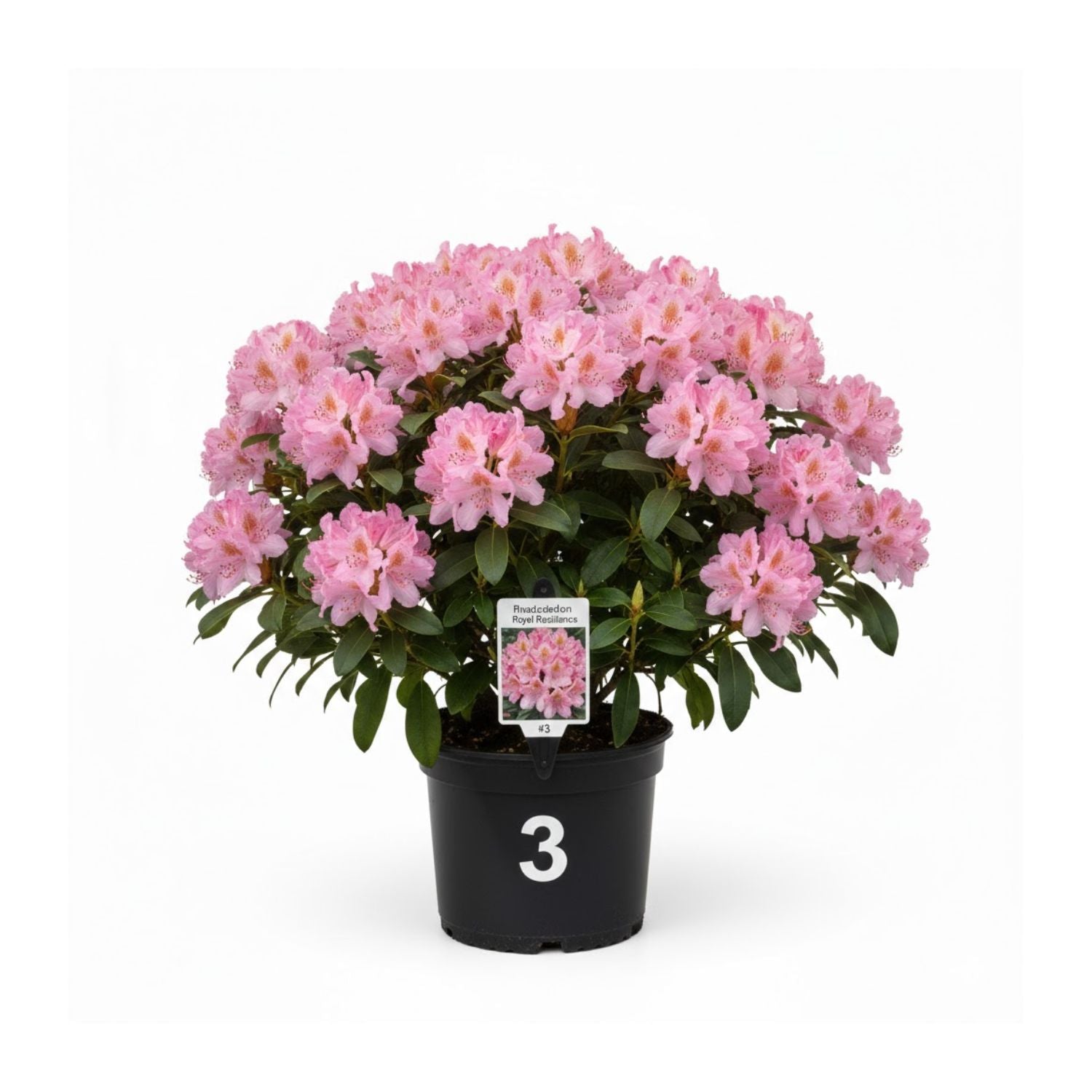 Rhododendron 'Royal Resilience' - #3